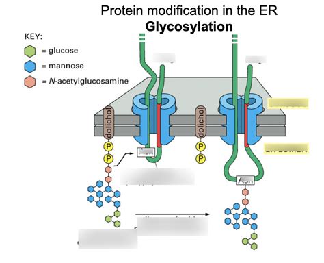 Diagram glycosylation Diagram | Quizlet