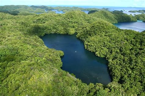 Danau Ubur-Ubur Terbesar di Dunia Ada di Kalimantan