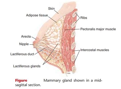 Mammary Gland Anatomy