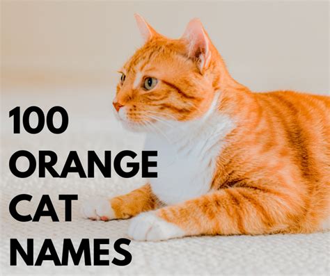 Fluffy Orange Tabby Cat