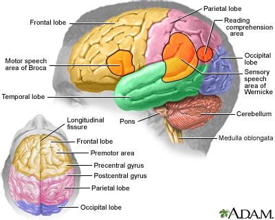 Brain Functions and Brain Areas | MyBrainTest