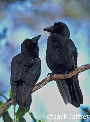 Alala, Corvus hawaiiensis, Hawaiian Crow, endangered | Crow, Bird ...