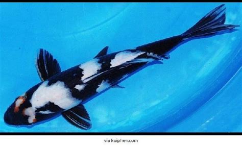 Gambar Ikan Mas Koi Hitam Putih dari Lokal Terbaik&Termahal