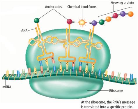 What Is The Second Step Of Protein Synthesis - Protein Synthesis