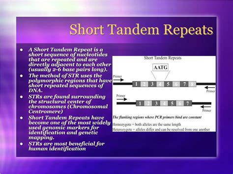 PPT - Short Tandem Repeats (STR) and Variable Number Tandem Repeats ...