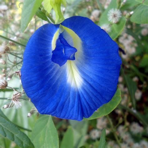 Blue Butterfly Pea Vine Seeds clitoria Tematea Packet of 10 - Etsy