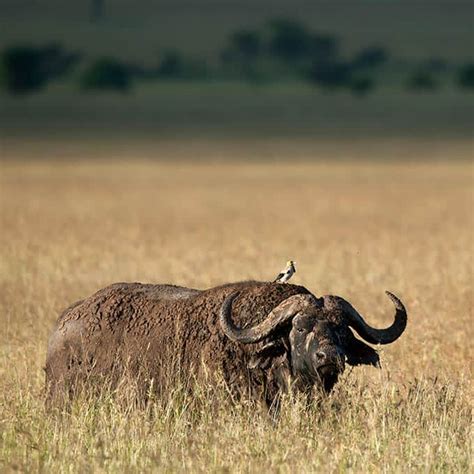 Wildlife in Serengeti National Park - Tanzania