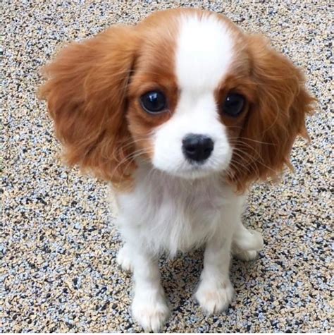 Cavalier King Charles Spaniel Puppies For Adoption Near Me - Anna Blog