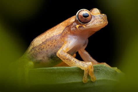 Two threatened amphibians are rescued | Tropical Herping