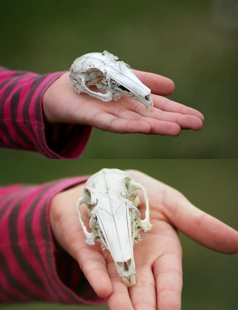 the rabbit skull. | my little cousins found this rabbit skul… | Flickr