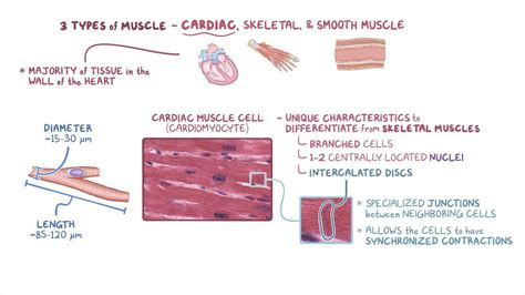 Cardiac muscle histology: Video, Anatomy & Definition | Osmosis