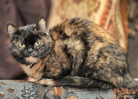 Tortoiseshell Cat Breed: Facts, Appearance, Health, and More