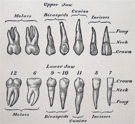 How To Draw Teeth Anatomy at How To Draw