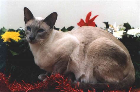 A Siamese Cats Personality Beautiful NEW | Siamese Cats And Kittens