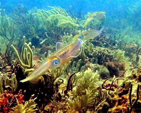 Caribbean Reef Squid – "OCEAN TREASURES" Memorial Library