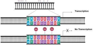 CpG island methylation blocks transcription. Methylation blocks the ...