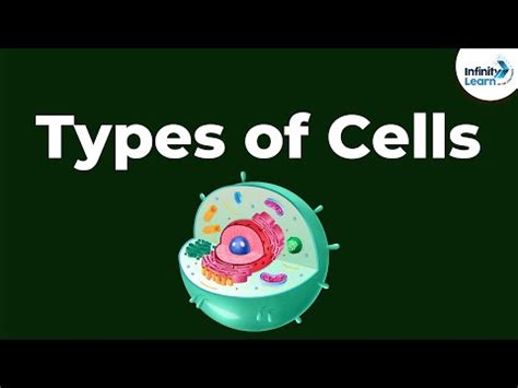 The 6 types of cells (and their characteristics) - medical - 2024