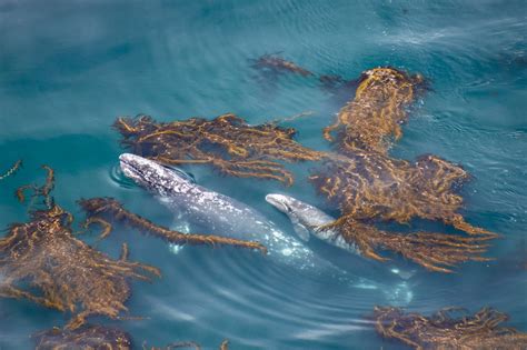 Why We're Thankful for Kelp Forests | National Marine Sanctuary Foundation