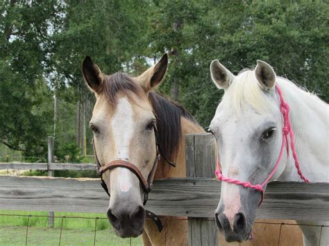 Buckskin Horses - Everything You Need to Know - Seriously Equestrian