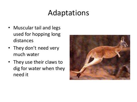 Rat: Kangaroo Rat Adaptations