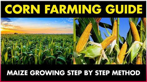 Corn Farming / Maize Cultivation | Step by Step Method | Makka Farming ...