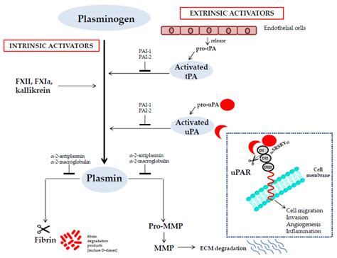 JCM | Free Full-Text | The Role of the Plasminogen Activation System in ...