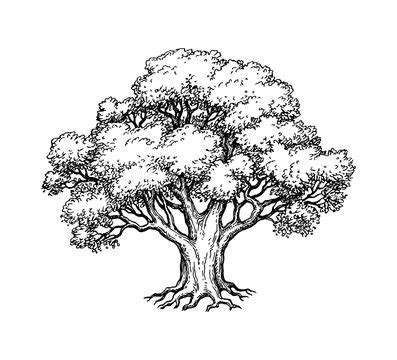 White Oak Tree Drawing