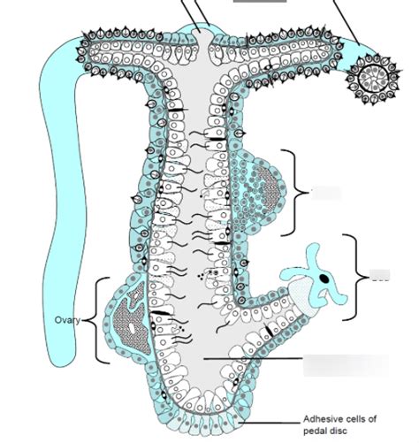 Hydrozoa Anatomy (polyp) Diagram | Quizlet