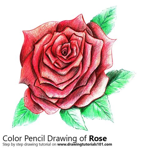 Rose Flower Color Pencil Drawing | Best Flower Site