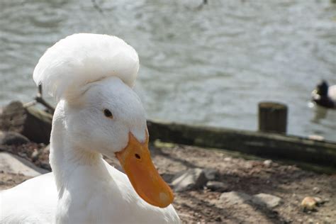 Duck Breeds: 14 Breeds YOU Could Own and Their Facts at a Glance