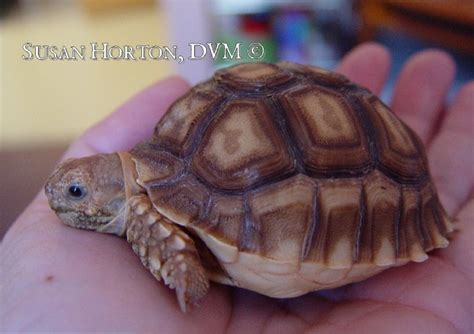 Diet For Sulcata Tortoises - CHICAGO EXOTICS ANIMAL HOSPITAL