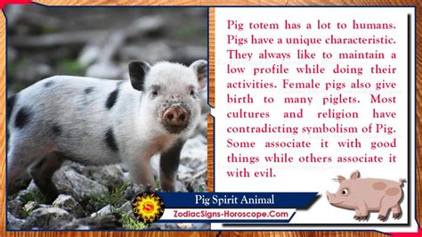 Pig Spirit Animal: Totem, Meaning, Messages and Symbolism | ZSH