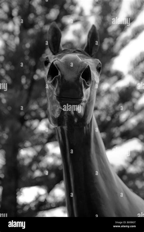 Head of the statue to Makybe Diva in Port Lincoln Australia. The horse ...