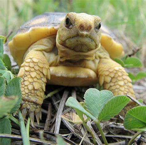 Young Gopher tortoise | FWS.gov