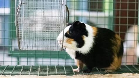 What Guinea Pig Cage Size Is the Best? (Proper Accommodation) - Guinea ...