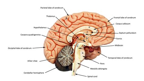 Brain-Midsagittal Section Diagram | Quizlet