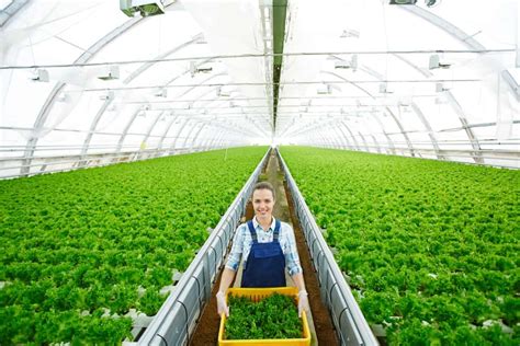 From Deserts to Harvests: Greenhouse Farming in Saudi Arabia