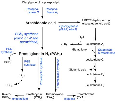 Prostaglandins function, prostaglandin synthesis & prostaglandin inhibitors