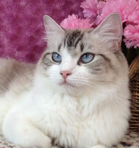 Seal Lynx point bicolor Ragdoll for Sale in Kirtley, Texas Classified ...