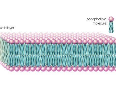 organic chemistry - Why do the two layers of a phospholipid bilayer ...