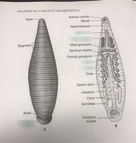 Hirudinea Leech Anatomy