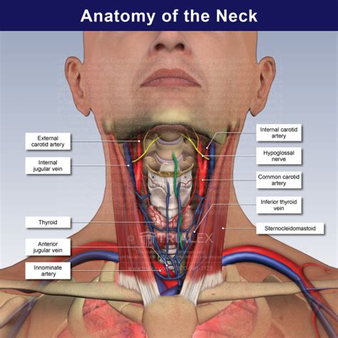 Anatomy of the Neck - TrialExhibits Inc.