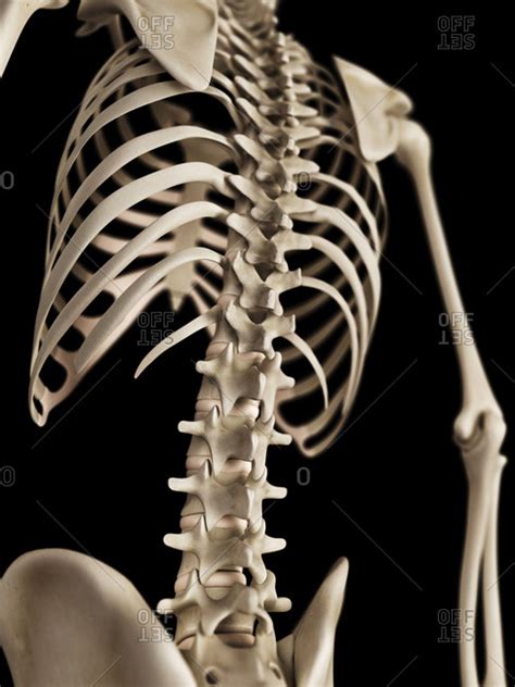 Human spine on a skeleton stock photo - OFFSET