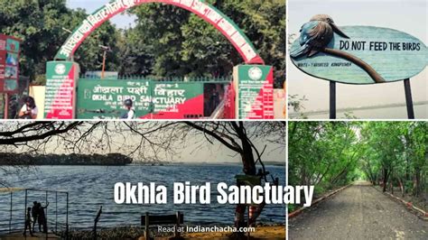 Okhla Bird Sanctuary, Noida (Visit In 2024)