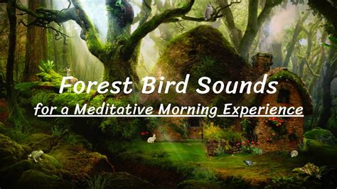 Forest Bird Sounds for Meditative Morning Experience - YouTube