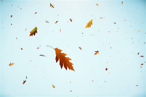 Leaves Blowing In The Wind Stock Photos, Pictures & Royalty-Free Images ...