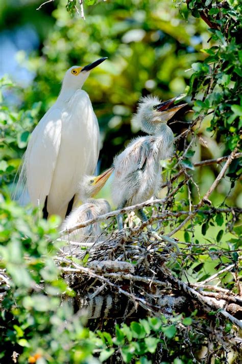 Egret Birds Nesting In Trees Stock Photo - Image of ocean, malagasy ...