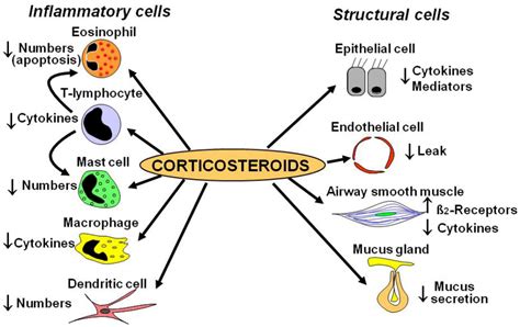 Corticosteroids Mechanism Of Action