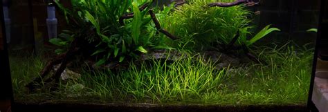 The Aquarium plant starters guide - Aquariumkid