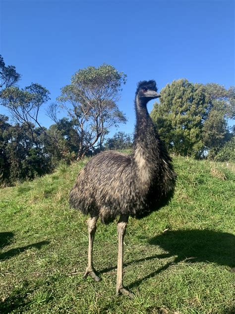 Emu - Wildlife Sanctuary & Café - Great Ocean Road | Wildlife Wonders